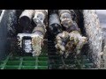 Harnessing UV Light for Biofouling Control